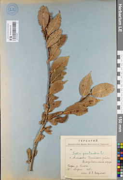 LE 01079607
