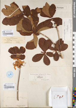 LE 01031807