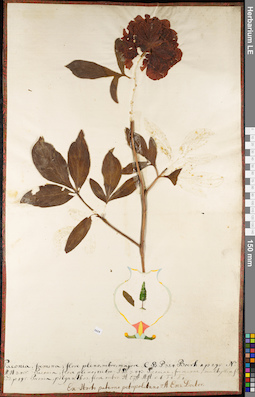 LE 01052374