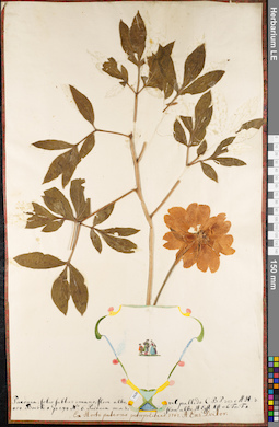 LE 01052375