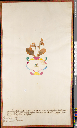 LE 01062781