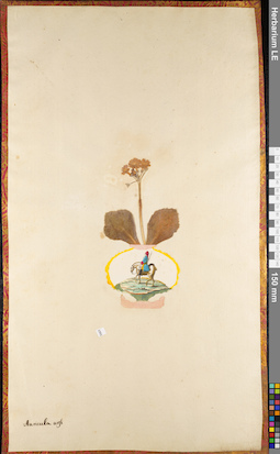 LE 01062785