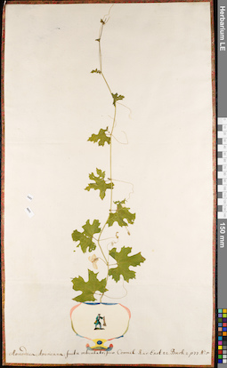 LE 01084217