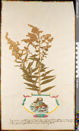 LE 01084481