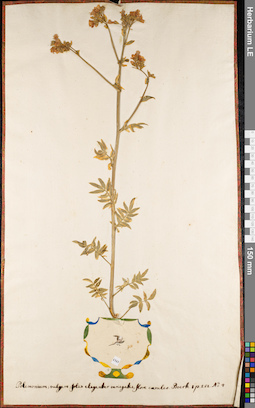 LE 01084525