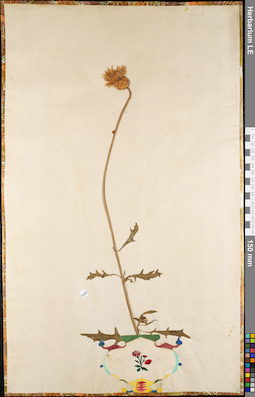 LE 01084853
