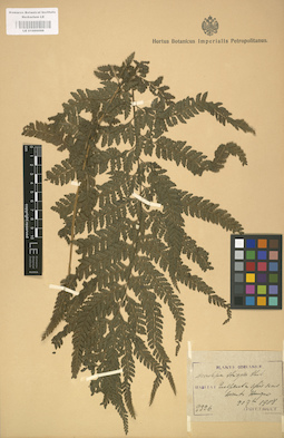 LE 01000096