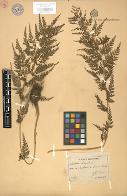 LE 01000106