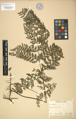 LE 01000110
