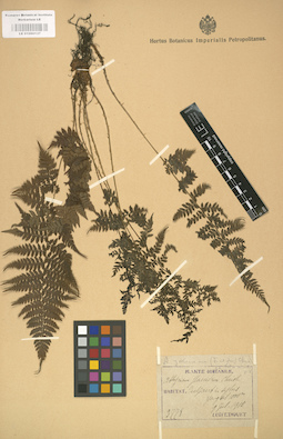 LE 01000137
