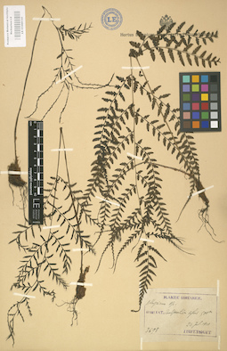 LE 01000145