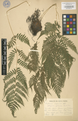 LE 01000154