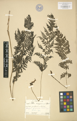 LE 01000155