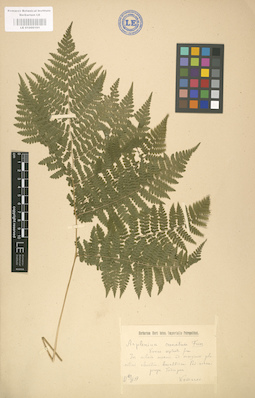 LE 01000161