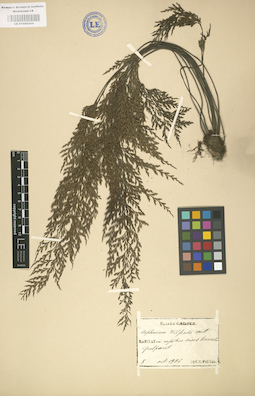 LE 01000204