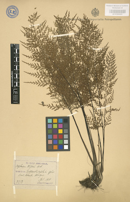 LE 01000205