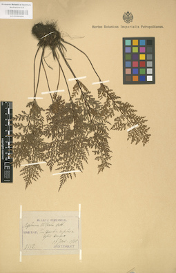 LE 01000206