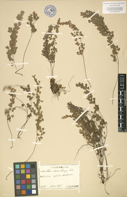 LE 01000239