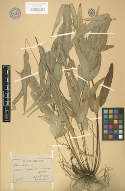 LE 01000244
