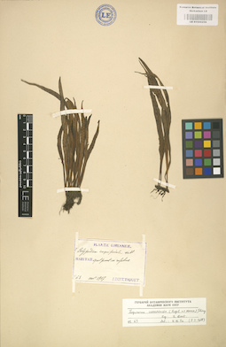 LE 01000258
