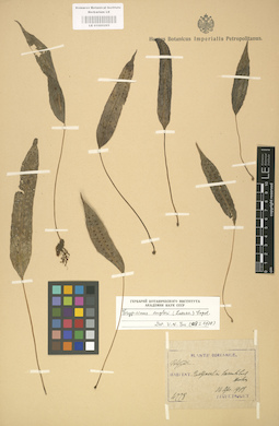 LE 01000265