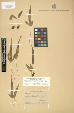 LE 01000268