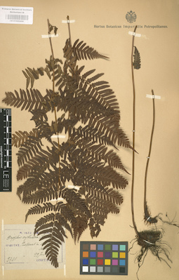 LE 01000406