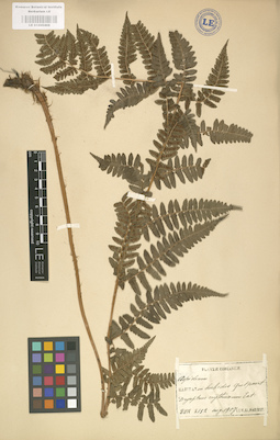 LE 01000408
