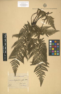 LE 01000425