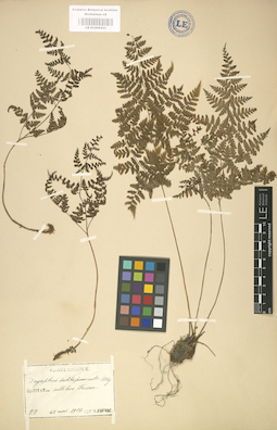 LE 01000431