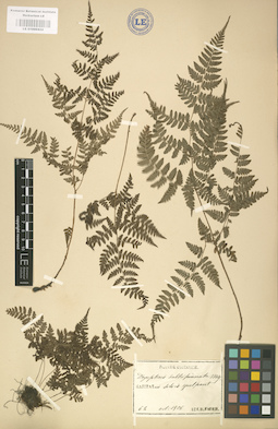 LE 01000432