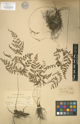 LE 01000433