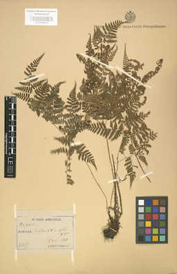 LE 01000435