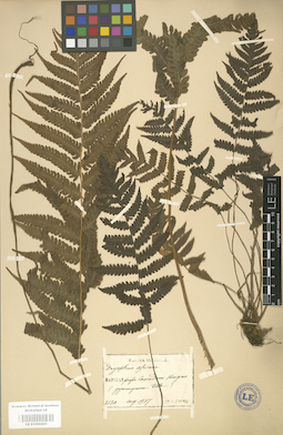 LE 01000445