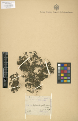LE 01000481