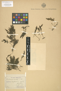 LE 01000515