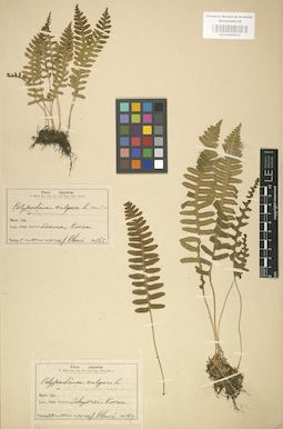 LE 01000531