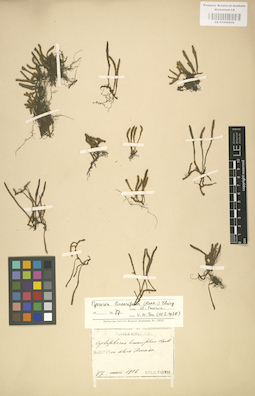 LE 01000534