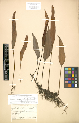 LE 01000542
