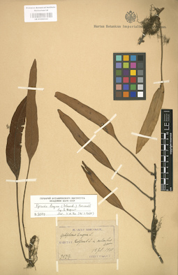 LE 01000545