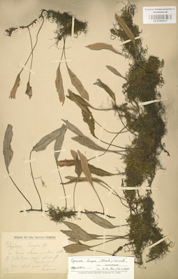 LE 01000547