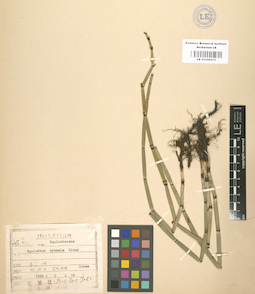 LE 01000575