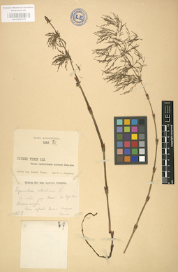 LE 01000579