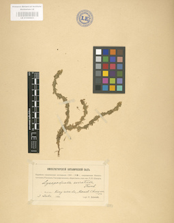 LE 01000603