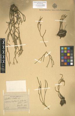 LE 01000607