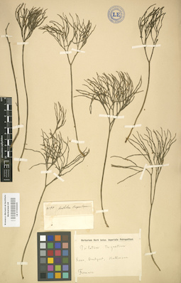 LE 01000609