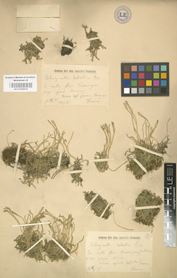 LE 01000616