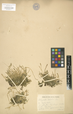 LE 01000617