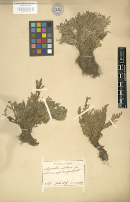 LE 01000625