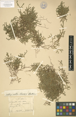 LE 01000635